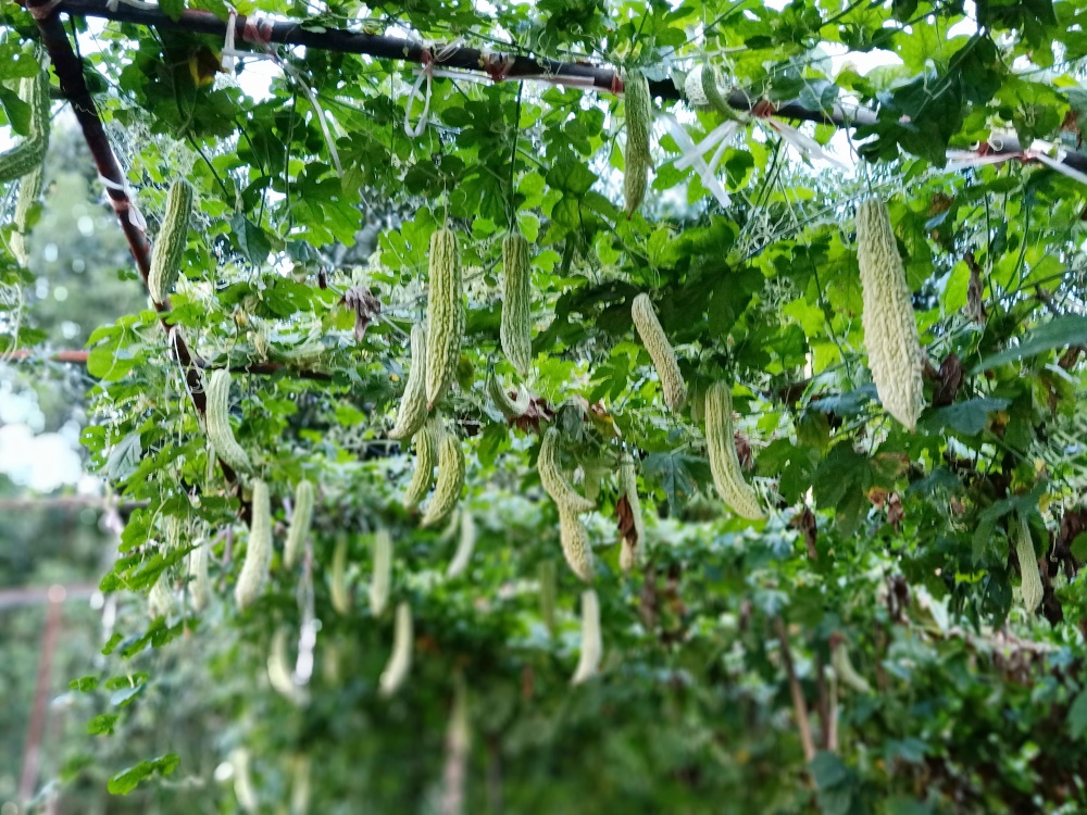 重慶葡萄基地 _菜園