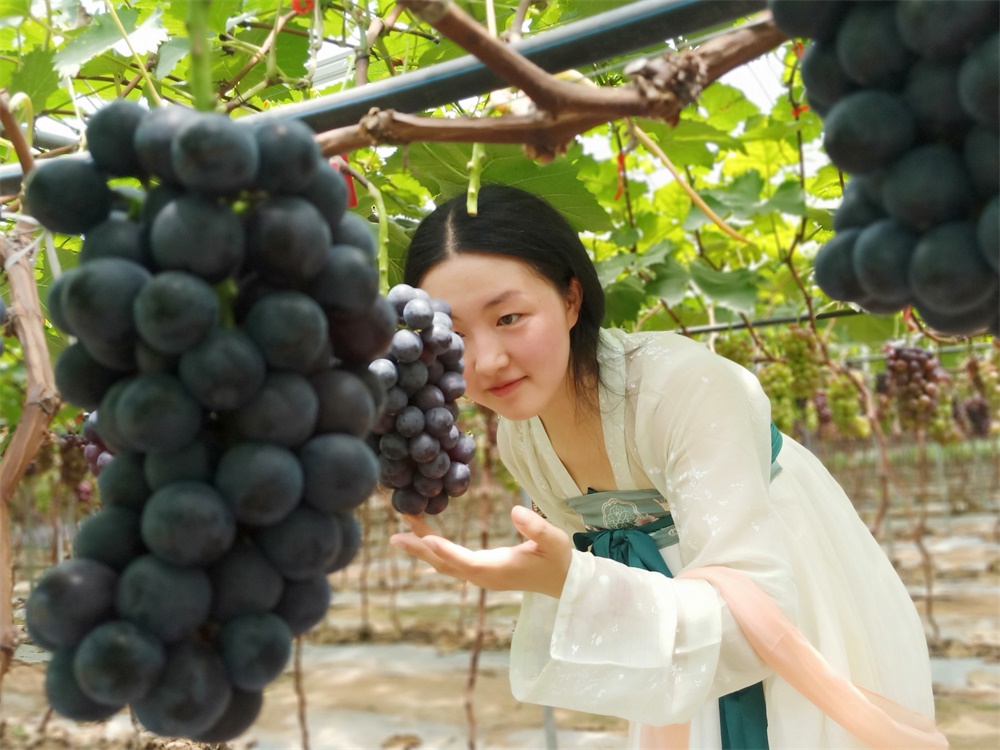 重慶葡萄基地_葡萄枝蔓可以兩年年產嗎